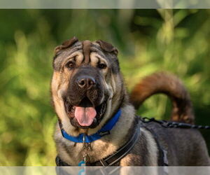 Chinese Shar-Pei Dogs for adoption in Pasadena, CA, USA