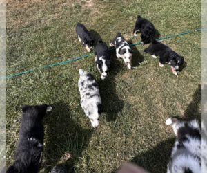 Miniature Australian Shepherd Puppy for sale in CARR, CO, USA