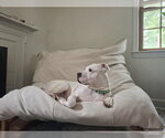 Small #3 American Pit Bull Terrier