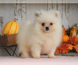Pomeranian Puppy for sale in FREDERICKSBG, OH, USA