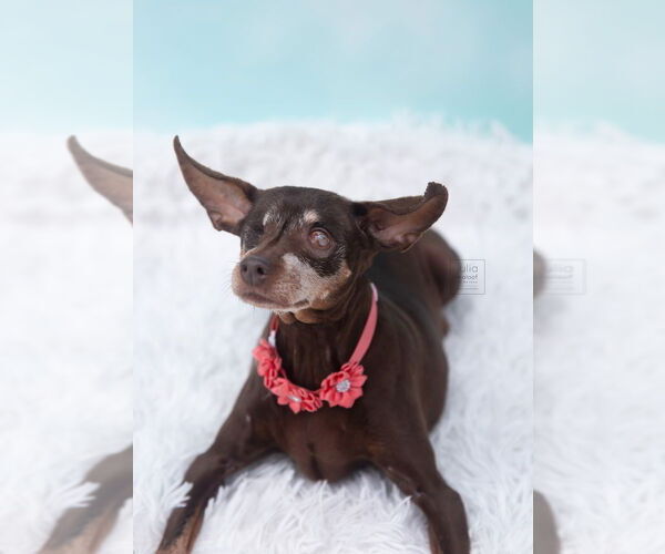 Medium Photo #11 Chipin Puppy For Sale in Caldwell, NJ, USA