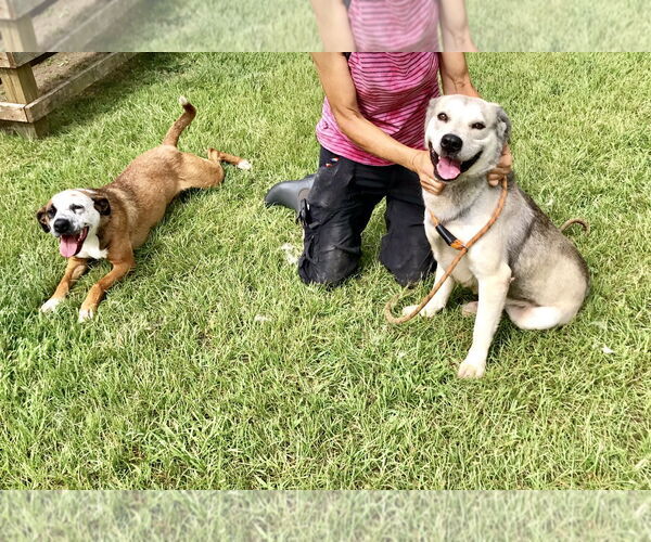 Medium Photo #8 Labsky Puppy For Sale in The Woodlands, TX, USA