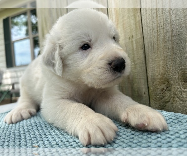 Medium Photo #18 Great Pyrenees Puppy For Sale in JERSEYVILLE, IL, USA