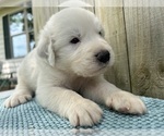 Small Photo #18 Great Pyrenees Puppy For Sale in JERSEYVILLE, IL, USA