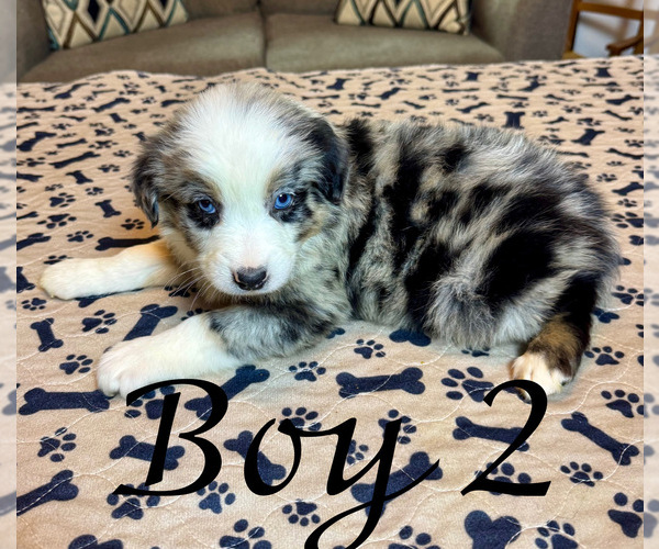 Medium Photo #3 Australian Shepherd Puppy For Sale in SALISBURY, NC, USA