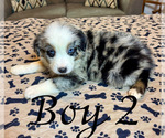 Small #2 Australian Shepherd