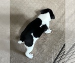Small Photo #9 Boston Terrier Puppy For Sale in GLOUCESTER, VA, USA
