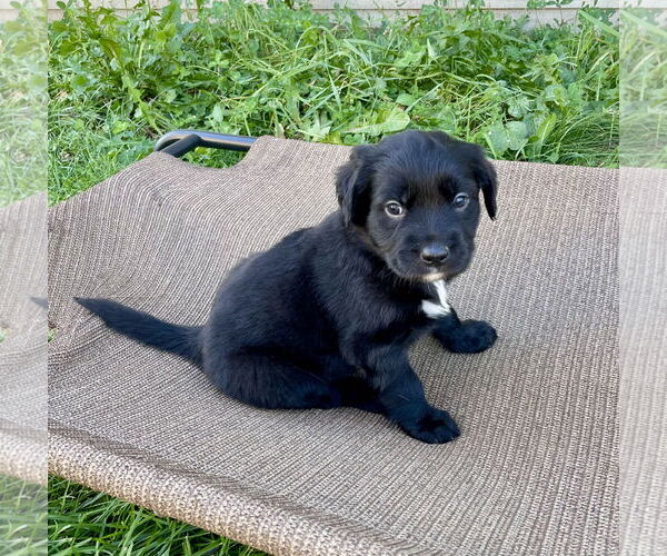Medium Photo #1 Labrador Retriever-Unknown Mix Puppy For Sale in Duluth, MN, USA