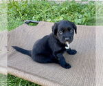 Small Labrador Retriever Mix