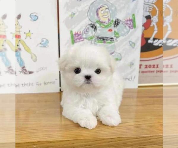 Medium Photo #3 Maltese Puppy For Sale in CLERMONT, FL, USA