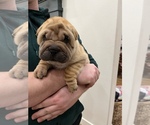 Small Photo #5 Chinese Shar-Pei Puppy For Sale in KENNEWICK, WA, USA