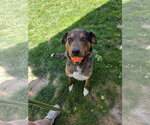 Small #3 Mutt