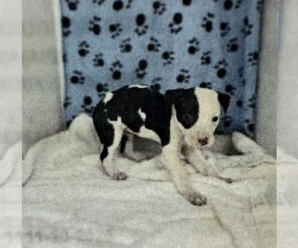 Medium Photo #2 Boston Huahua Puppy For Sale in Sanford, FL, USA