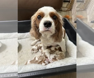 Mother of the Cavalier King Charles Spaniel puppies born on 03/10/2024