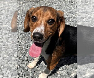 Beagle Dogs for adoption in Thomasville, NC, USA