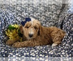 Small #3 Aussiedoodle Miniature 