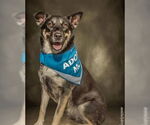 Small Photo #1  Puppy For Sale in , 
