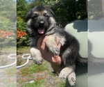 Small #6 German Shepherd Dog