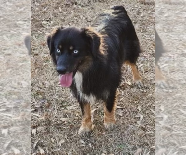 Medium Photo #1 Australian Shepherd Puppy For Sale in BUSHNELL, IL, USA