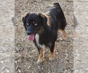 Father of the Australian Shepherd puppies born on 10/20/2025