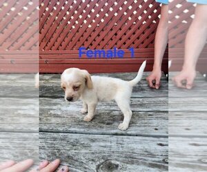 Beagle Puppy for Sale in ATHENS, Pennsylvania USA