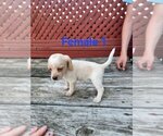 Small Beagle