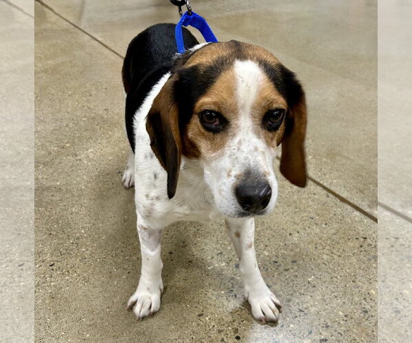 Medium Photo #4 Bagle Hound Puppy For Sale in Batavia, OH, USA