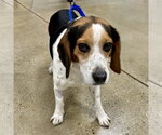 Small #3 Bagle Hound