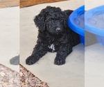 Small #9 Goldendoodle