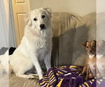 Small #5 Great Pyrenees
