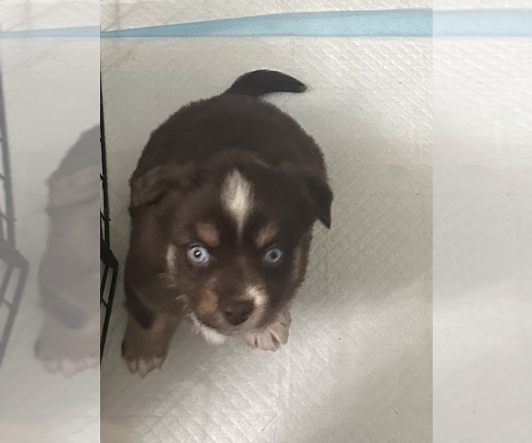 Medium Photo #59 Miniature Australian Shepherd Puppy For Sale in QUINCY, CA, USA