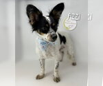 Small #1 Papillon Mix