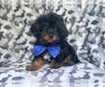 Image preview for Ad Listing. Nickname: Rocky