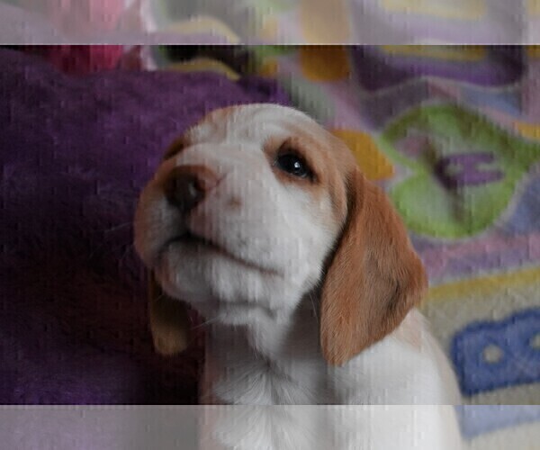 Medium Photo #8 Beagle Puppy For Sale in REASNOR, IA, USA