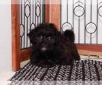 Small Photo #4 Shorkie Tzu Puppy For Sale in NAPLES, FL, USA