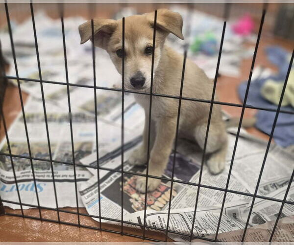 Medium Photo #2 Golden Shepherd Puppy For Sale in SHERBURNE, NY, USA