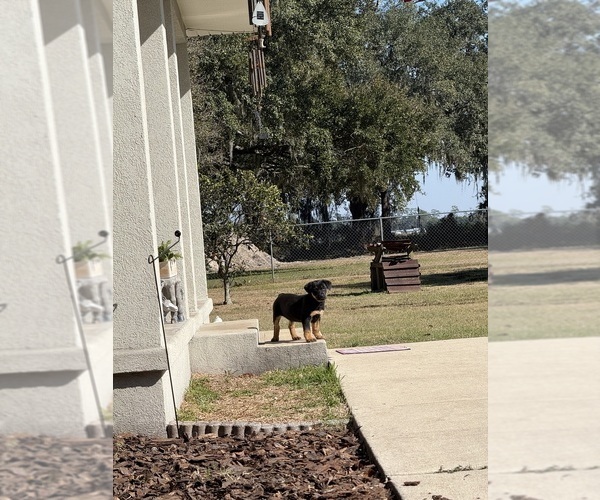 Medium Photo #3 Shepweiller Puppy For Sale in SAINT AUGUSTINE, FL, USA