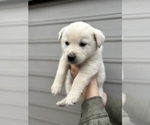 Small Photo #13 Alaskan Husky-Golden Retriever Mix Puppy For Sale in PORTLAND, OR, USA