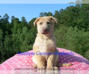 German Shepherd Dog Puppy for Sale in PIEDMONT, Missouri USA