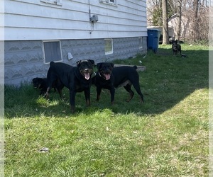 Father of the Rottweiler puppies born on 02/08/2024