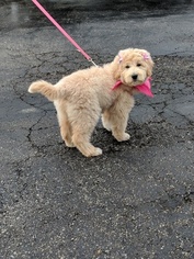 Poodle (Standard)-Pyredoodle Mix Puppy for sale in VEVAY, IN, USA