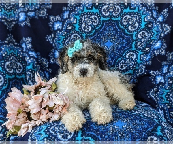 Medium Photo #5 Bernedoodle (Miniature) Puppy For Sale in OXFORD, PA, USA