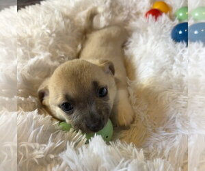 Mutt Dogs for adoption in Chico, CA, USA