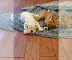 Small Photo #8 Boxer Puppy For Sale in SAPULPA, OK, USA
