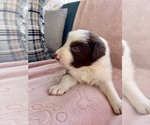 Small #1 Border Collie