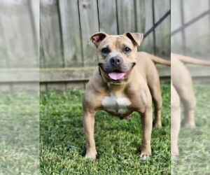 American Pit Bull Terrier Dogs for adoption in Benton, PA, USA