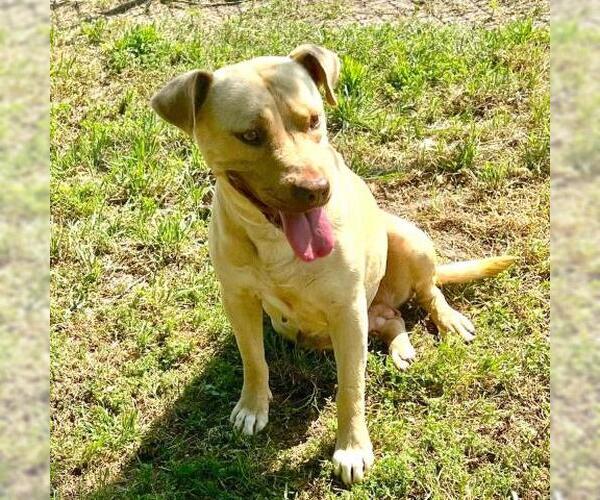 Medium Photo #1 American Pit Bull Terrier-Unknown Mix Puppy For Sale in Conroe, TX, USA
