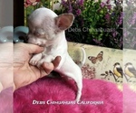 Small #3 Chihuahua