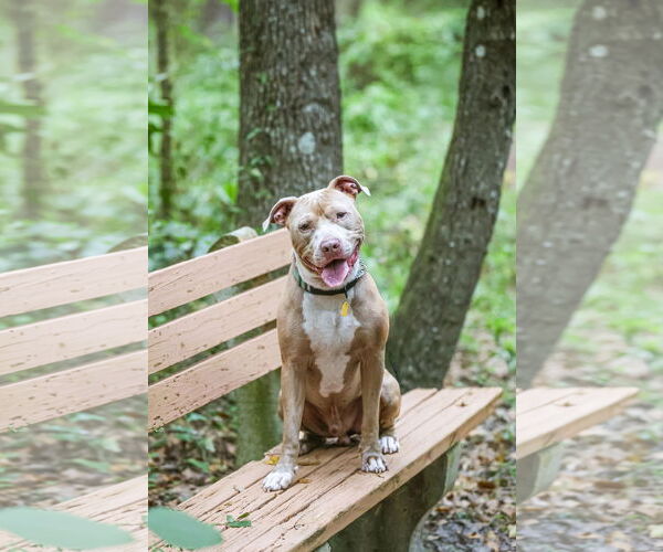 Medium Photo #8 Mutt Puppy For Sale in  Gainesville, FL, USA
