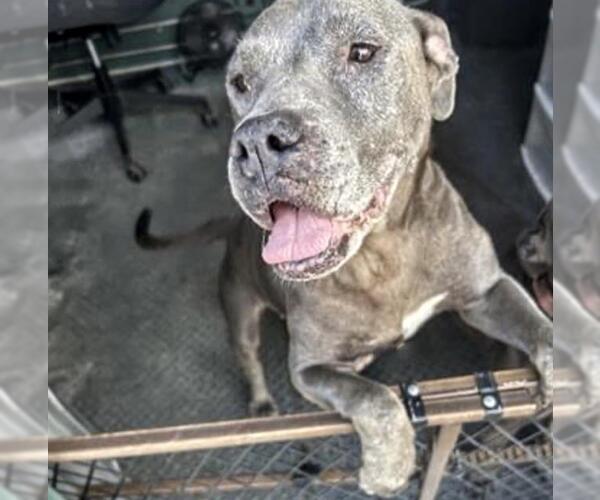 Medium Photo #1 American Pit Bull Terrier Puppy For Sale in Houston, TX, USA